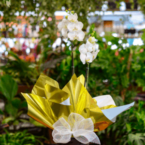 Orquídeas