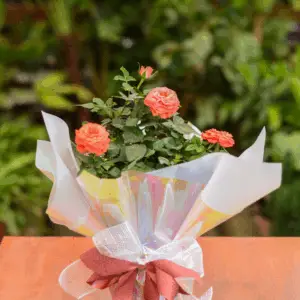 Mini Rosa